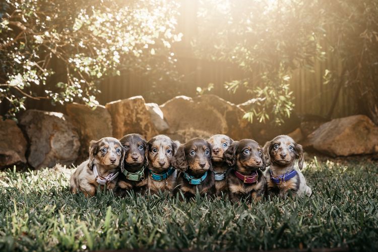 Long Dog Squad Miniature Dachshunds
