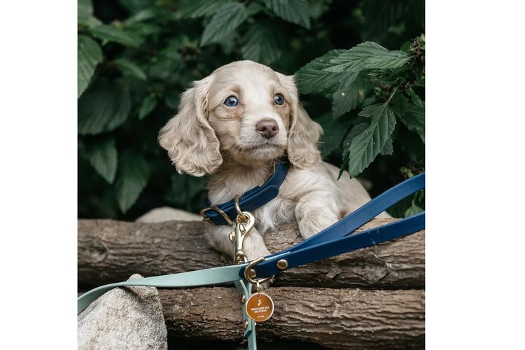 Long Dog Squad Miniature Dachshunds