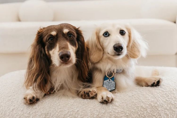 Long Dog Squad Miniature Dachshunds