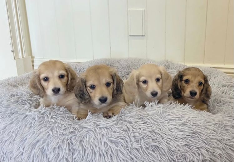 Long Dog Squad Miniature Dachshunds