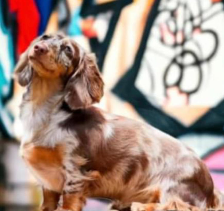 Dinky Miniature Dachshunds