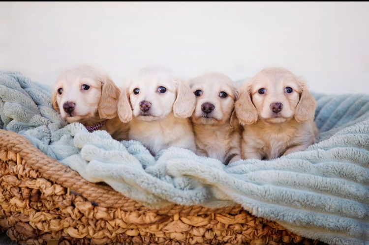 Dinky Miniature Dachshunds