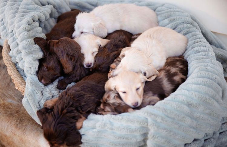 Dinky Miniature Dachshunds