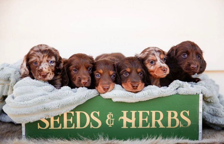 Dinky Miniature Dachshunds