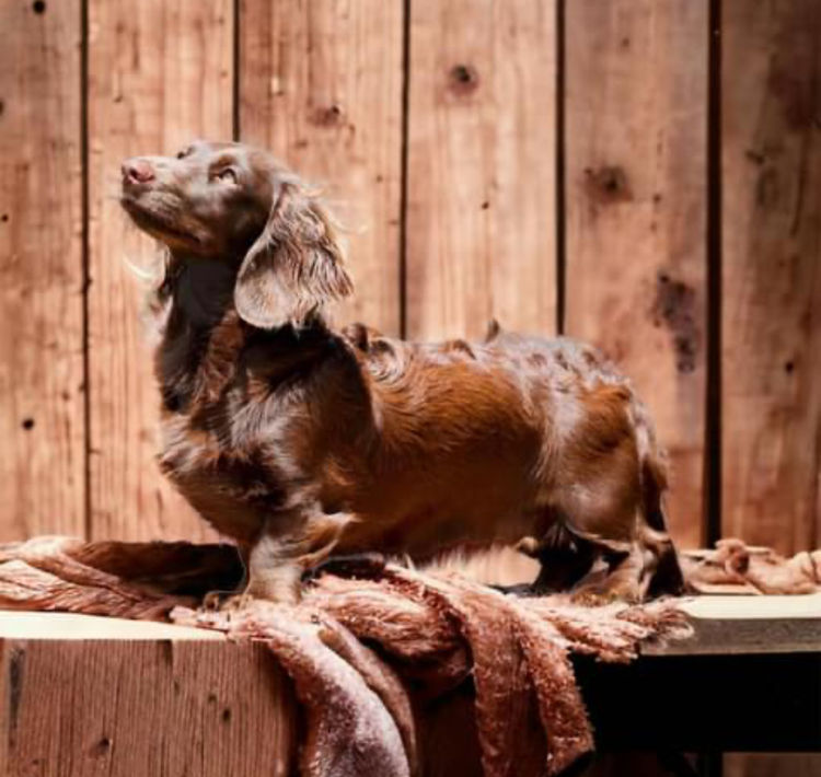 Dinky Miniature Dachshunds