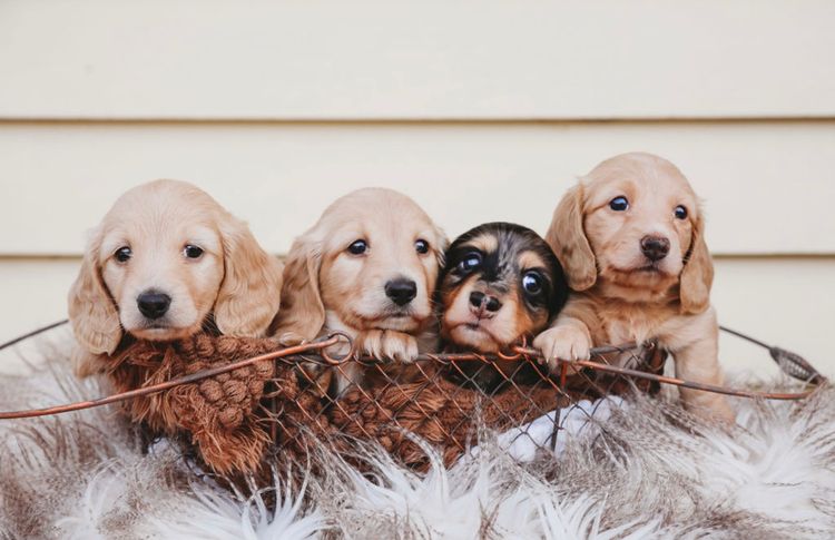 Dinky Miniature Dachshunds