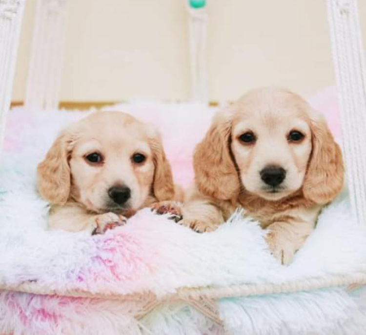 Dinky Miniature Dachshunds