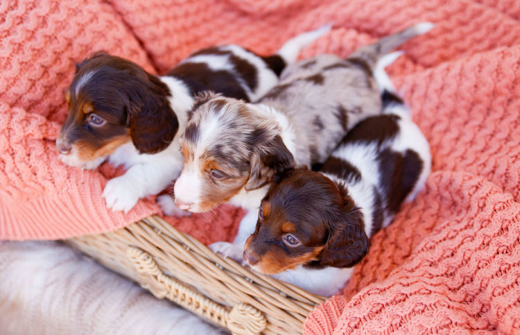 Dinky Miniature Dachshunds