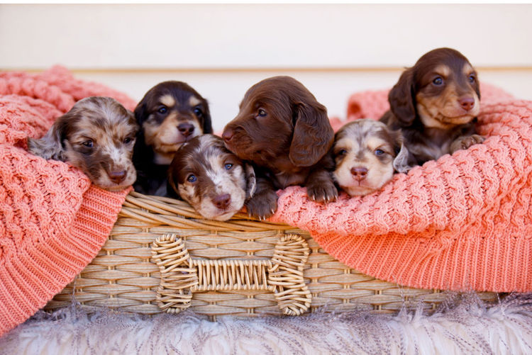 Dinky Miniature Dachshunds