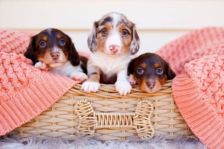 Dinky Miniature Dachshunds
