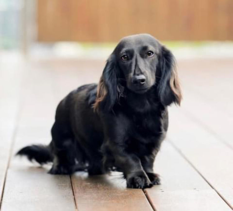 Dinky Miniature Dachshunds