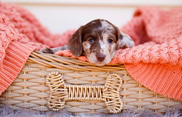 Dinky Miniature Dachshunds