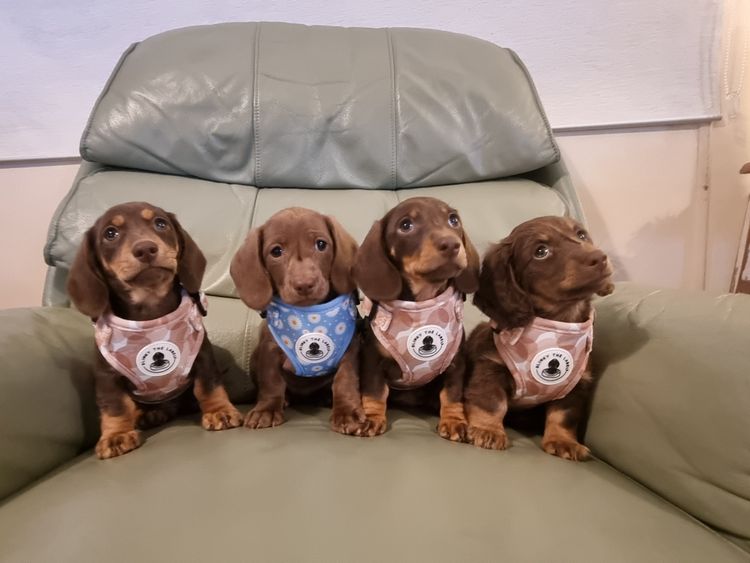 Neslhow Dachshunds