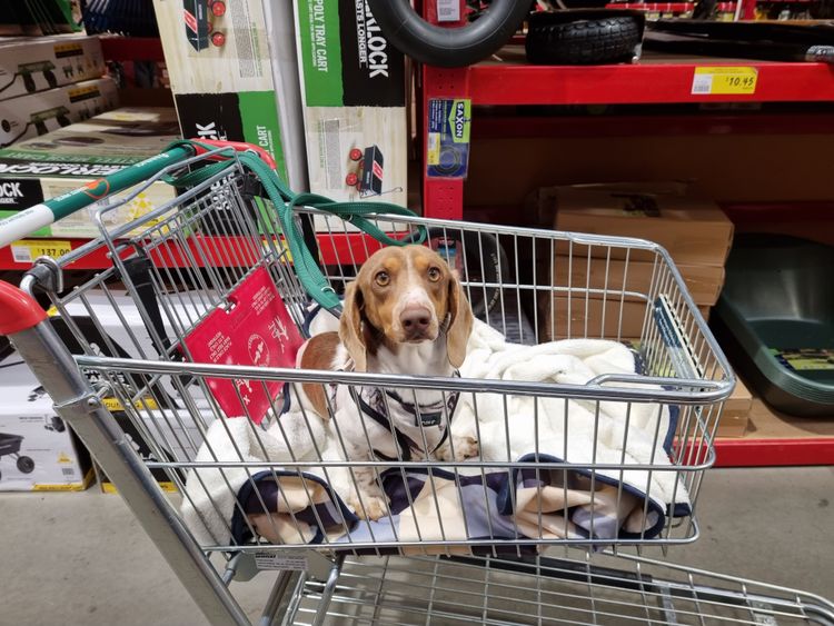Neslhow Dachshunds