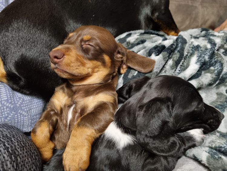 Neslhow Dachshunds