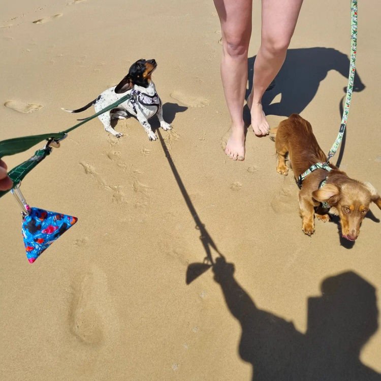 Neslhow Dachshunds