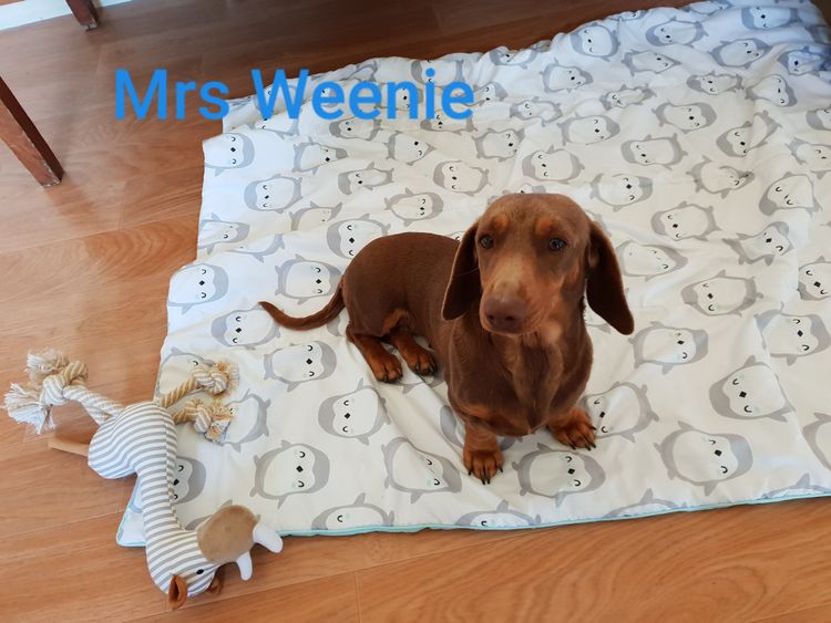 Neslhow Dachshunds