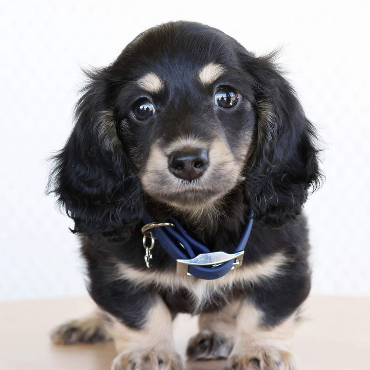 Dapple & Co Miniature Dachshunds