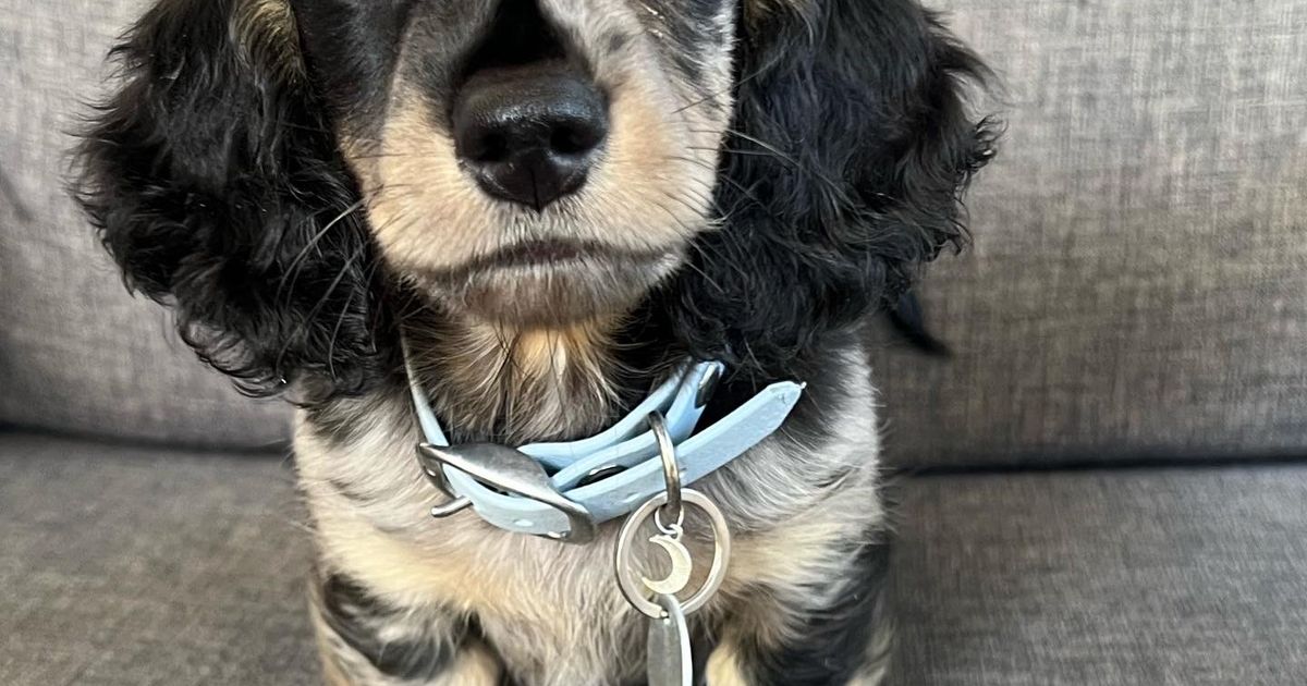 Dapple & Co Miniature Dachshunds, responsible breeder in Queensland