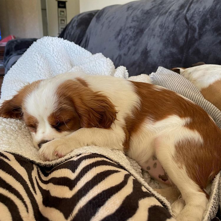 Cutie Patootie Cavaliers