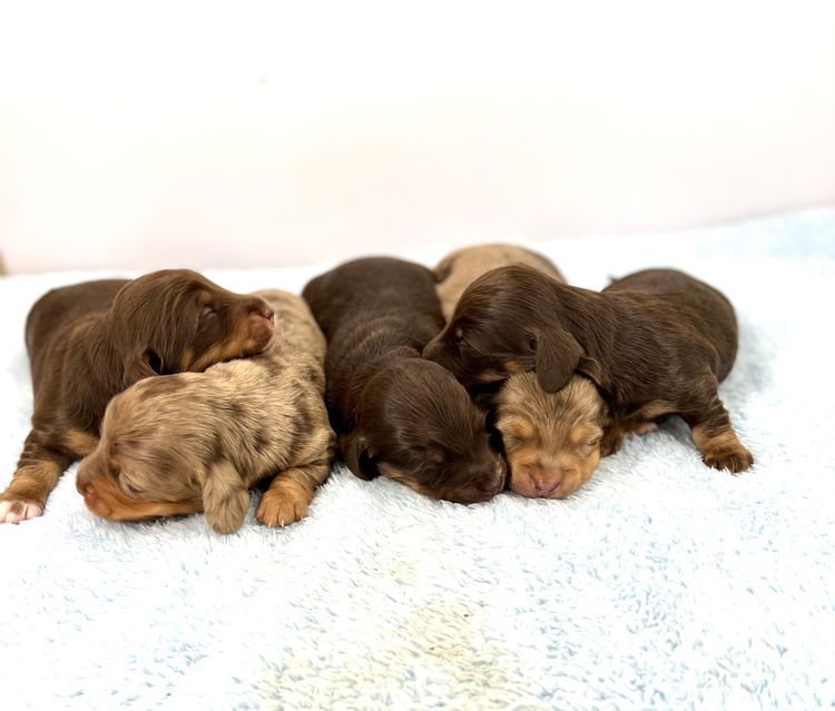 Forever Dachshunds