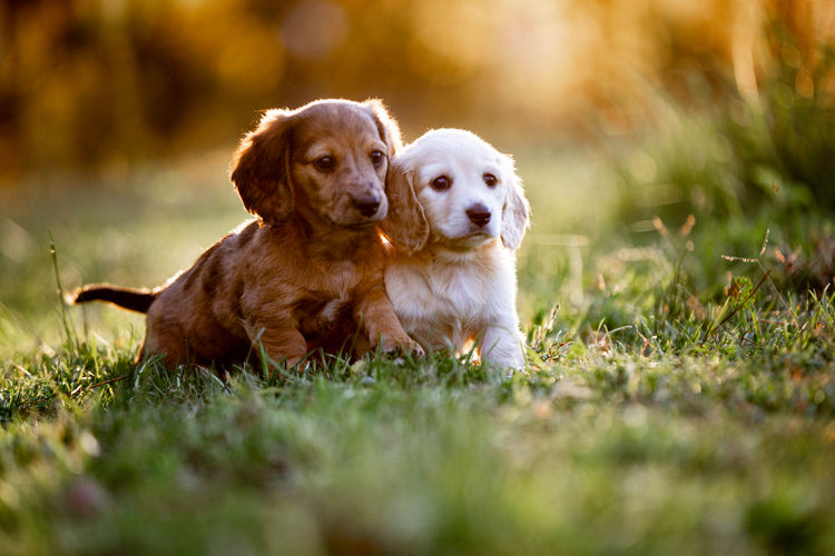Forever Dachshunds