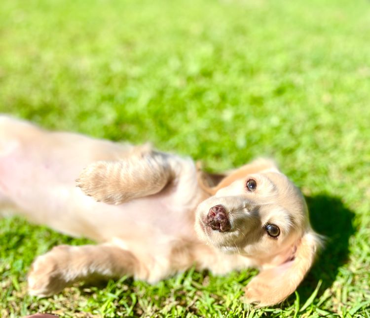 Forever Dachshunds