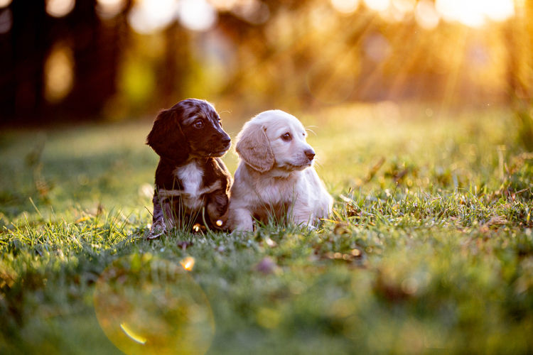 Forever Dachshunds