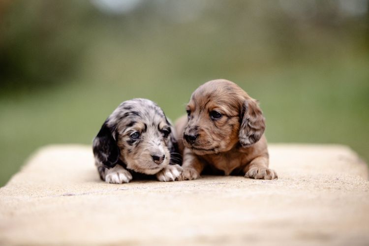 Forever Dachshunds