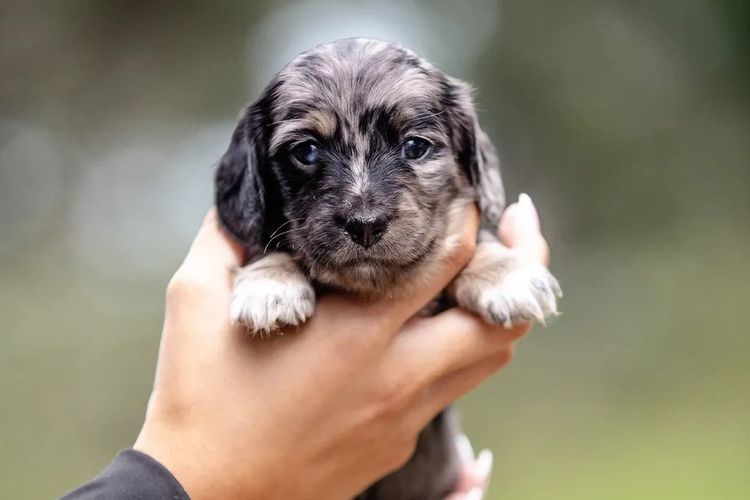 Forever Dachshunds