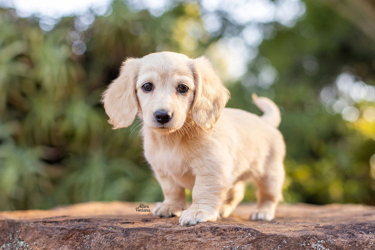 Forever Dachshunds