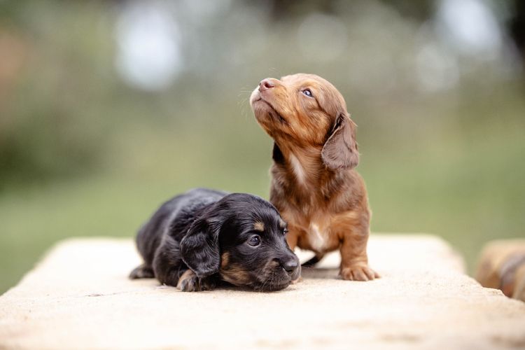 Forever Dachshunds