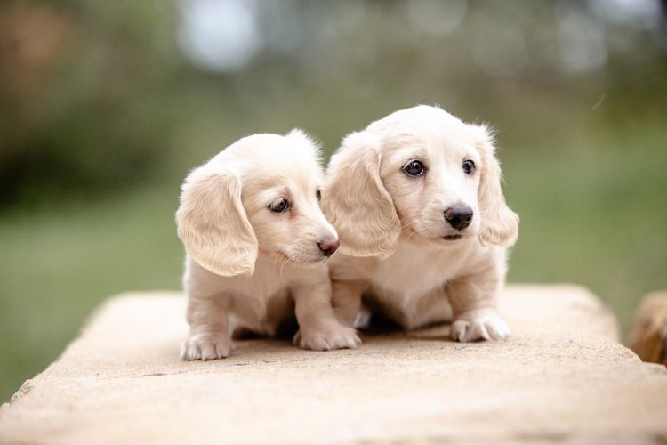 Forever Dachshunds