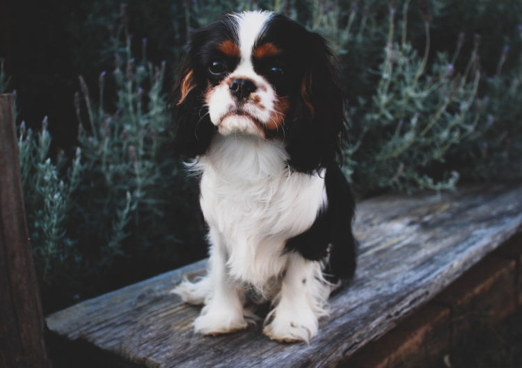 Jehannah Cavalier King Charles Spaniels