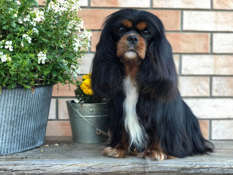 Jehannah Cavalier King Charles Spaniels