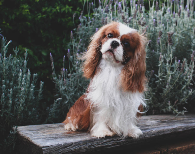 Jehannah Cavalier King Charles Spaniels
