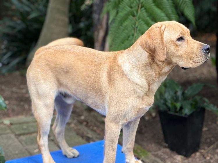 Herzhund Labradors