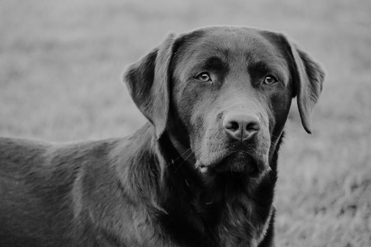 Herzhund Labradors
