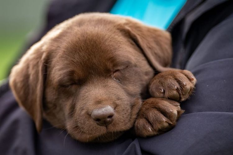 Herzhund Labradors