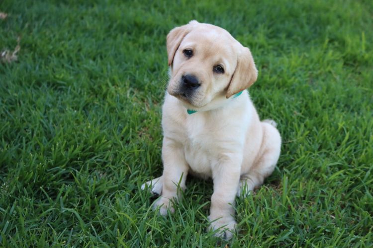 Herzhund Labradors
