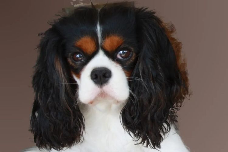 Cavalrite Cavaliers (ANKC / Dogs Qld )