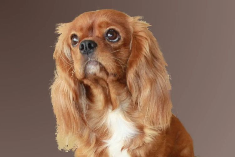 Cavalrite Cavaliers (ANKC / Dogs Qld )