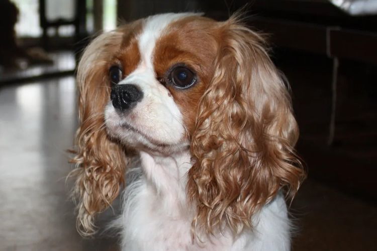 Cavalrite Cavaliers (ANKC / Dogs Qld )
