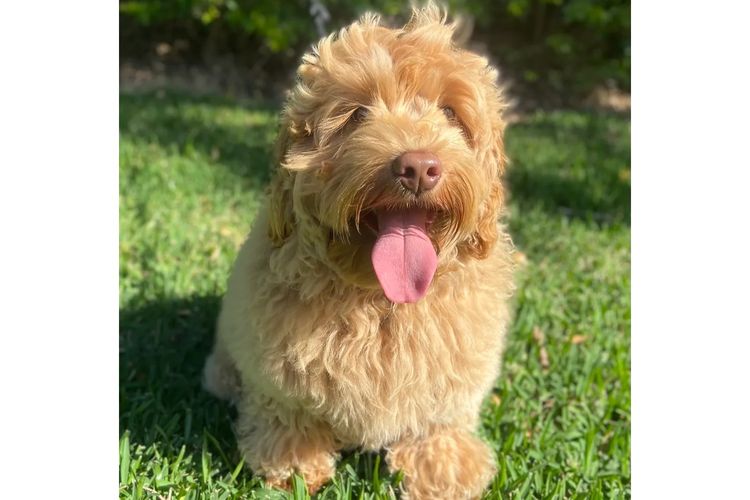 Aamberdell Australian Labradoodles