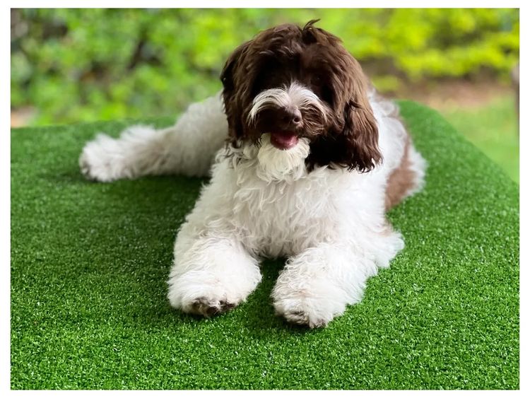 Aamberdell Australian Labradoodles
