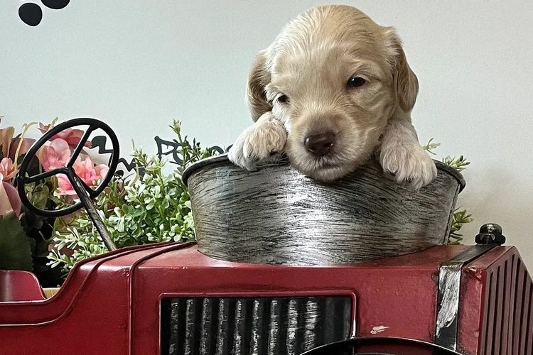 Aamberdell Australian Labradoodles