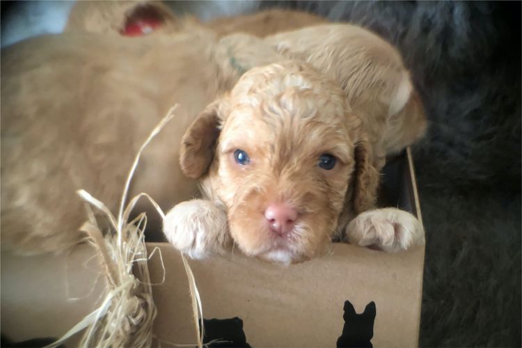 Aamberdell Australian Labradoodles