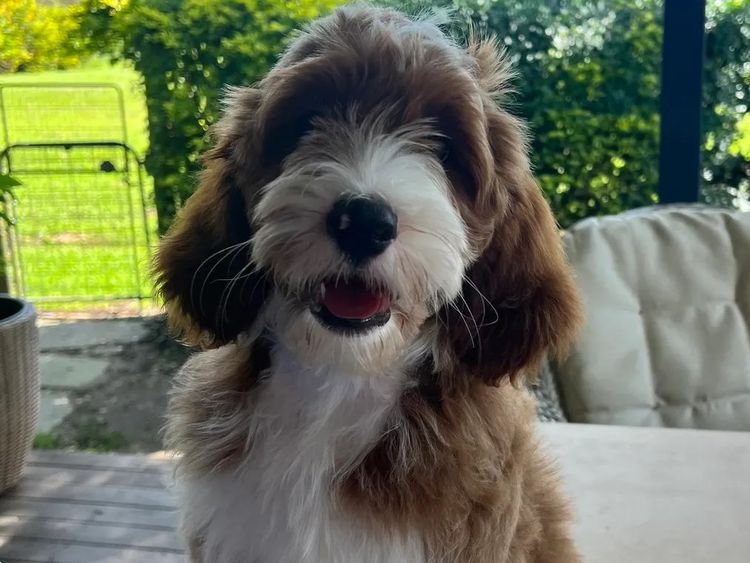 Aamberdell Australian Labradoodles