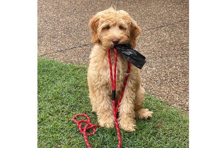 Aamberdell Australian Labradoodles