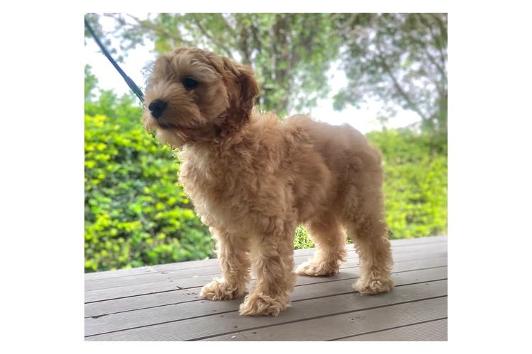 Aamberdell Australian Labradoodles